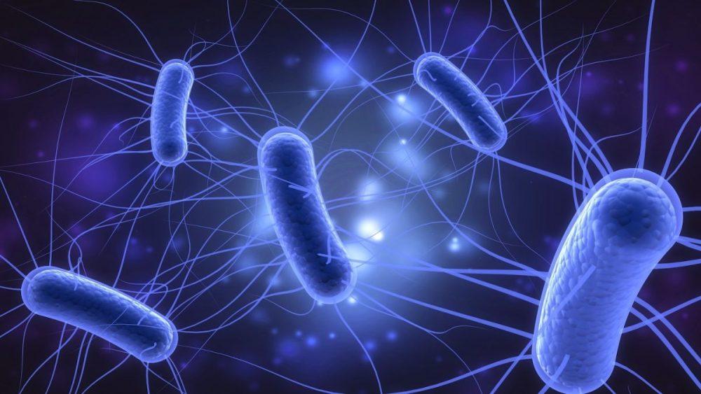 e coli gây kiết lỵ