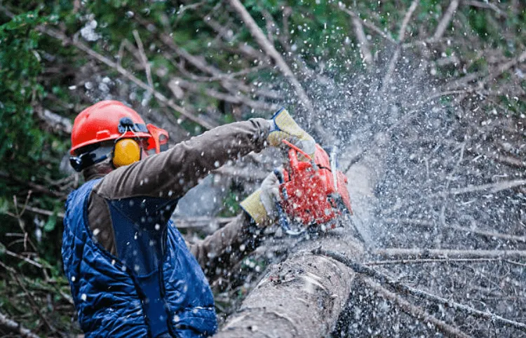 tiếng ồn lớn như máy cưa có thể làm bạn bị ù tai
