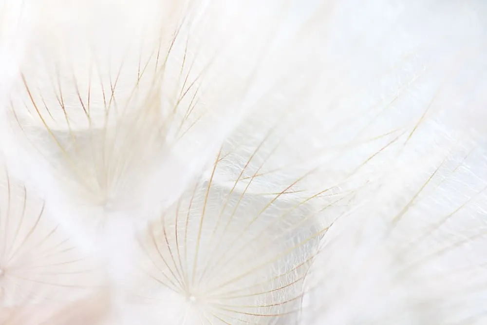 Phân loại bồ công anh