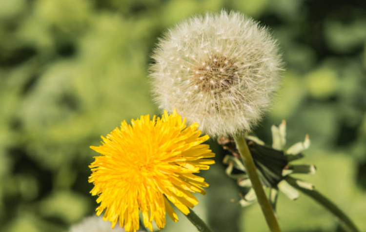 Ý nghĩa hoa bồ công anh: 7 thông điệp gửi đến người bạn yêu thương