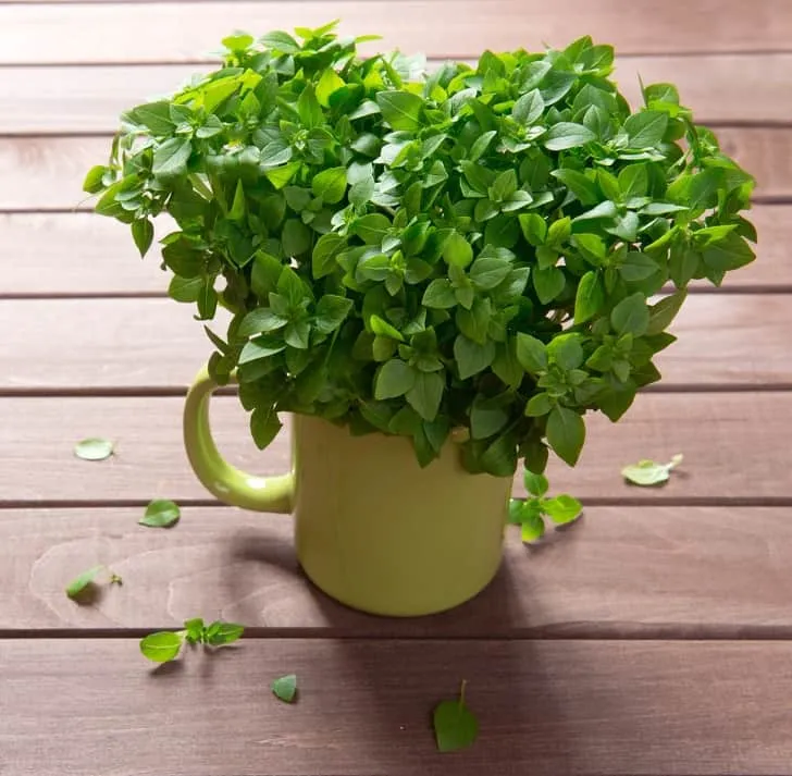 Cây húng Tây xua đuổi muỗi