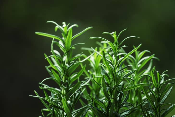 Cây hương thảo xua đuổi muỗi