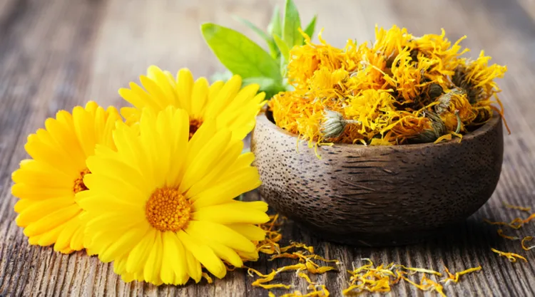 trị viêm bao quy đầu tại nhà bằng cúc calendula