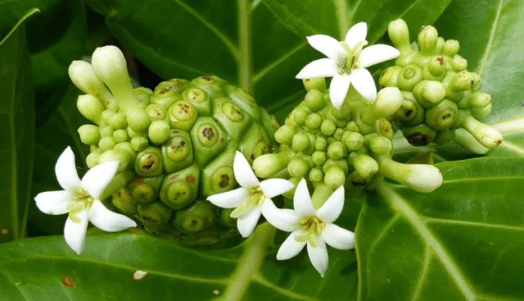 bài thuốc trị tiểu đường