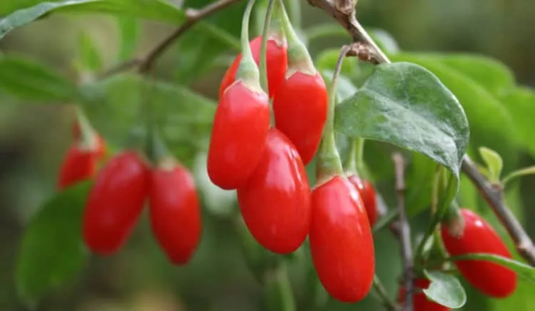 bài thuốc trị tiểu đường