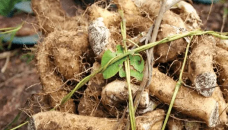 bài thuốc trị tiểu đường