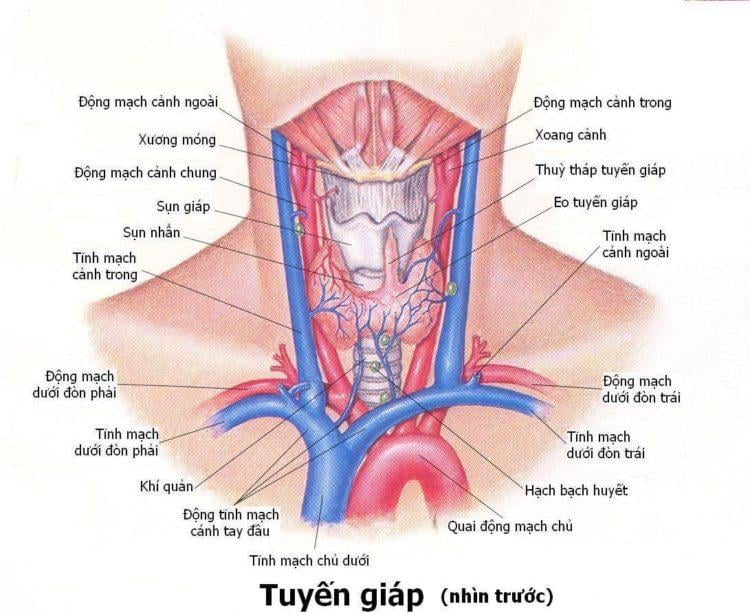 Vậy tuyến giáp là gì?