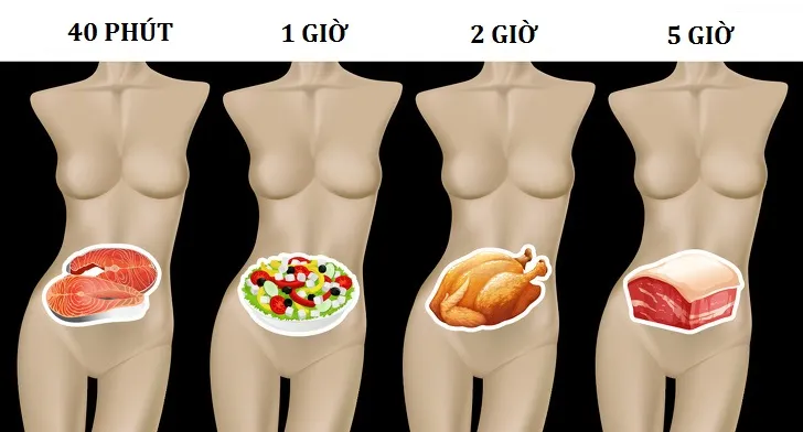 : thời gian tiêu hóa của các loại thực phẩm