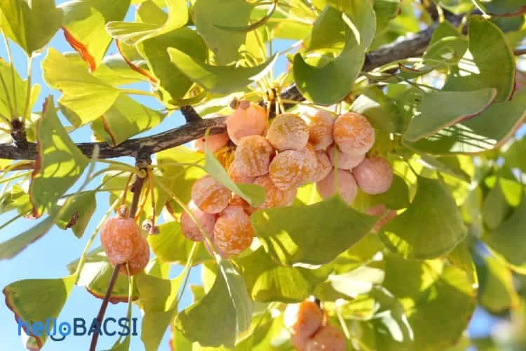 dược liệu bạch quả