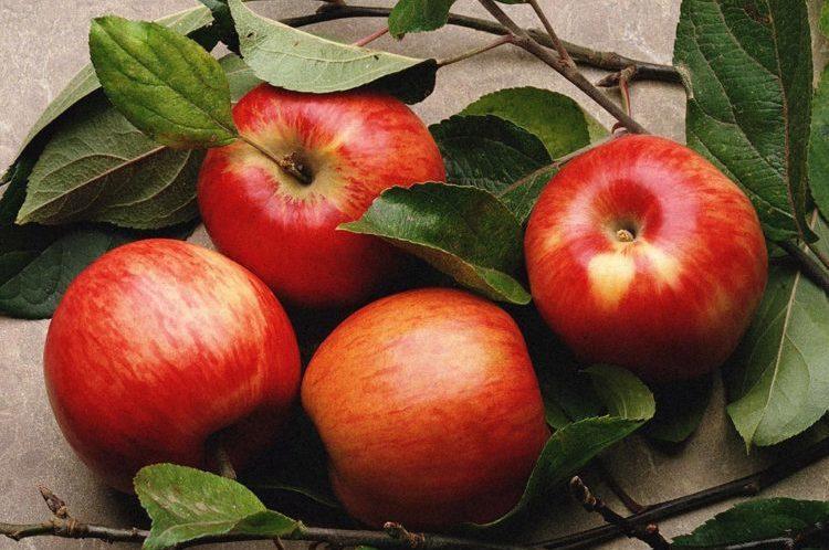 hỗ trợ trí nhớ với táo