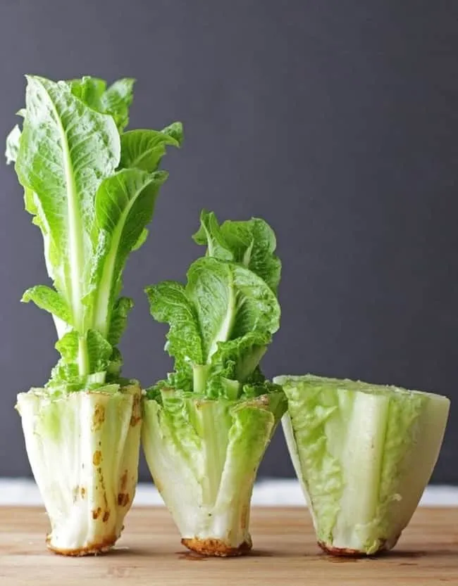 Cải thảo trồng trong nước