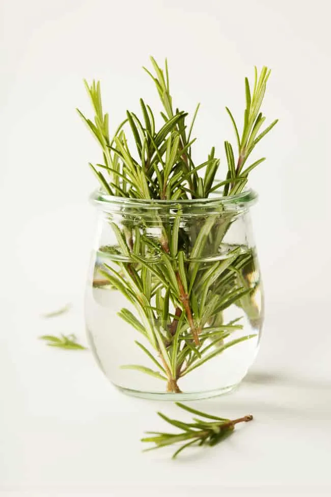 Hương thảo trồng trong nước