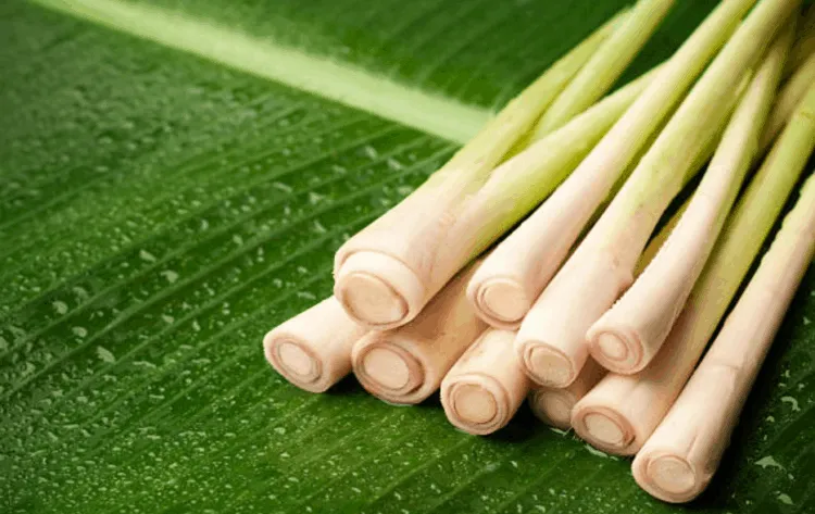 cách nấu vỏ bưởi gội đầu