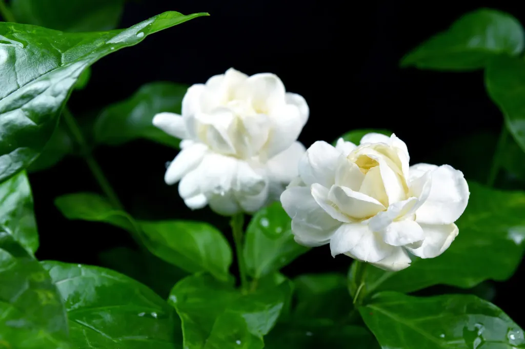 Người nhạy cảm với caffeine không nên dùng trà hoa nhài