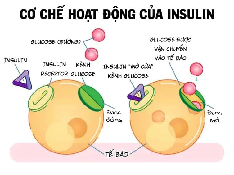 Cơ chế hoạt động của Insulin