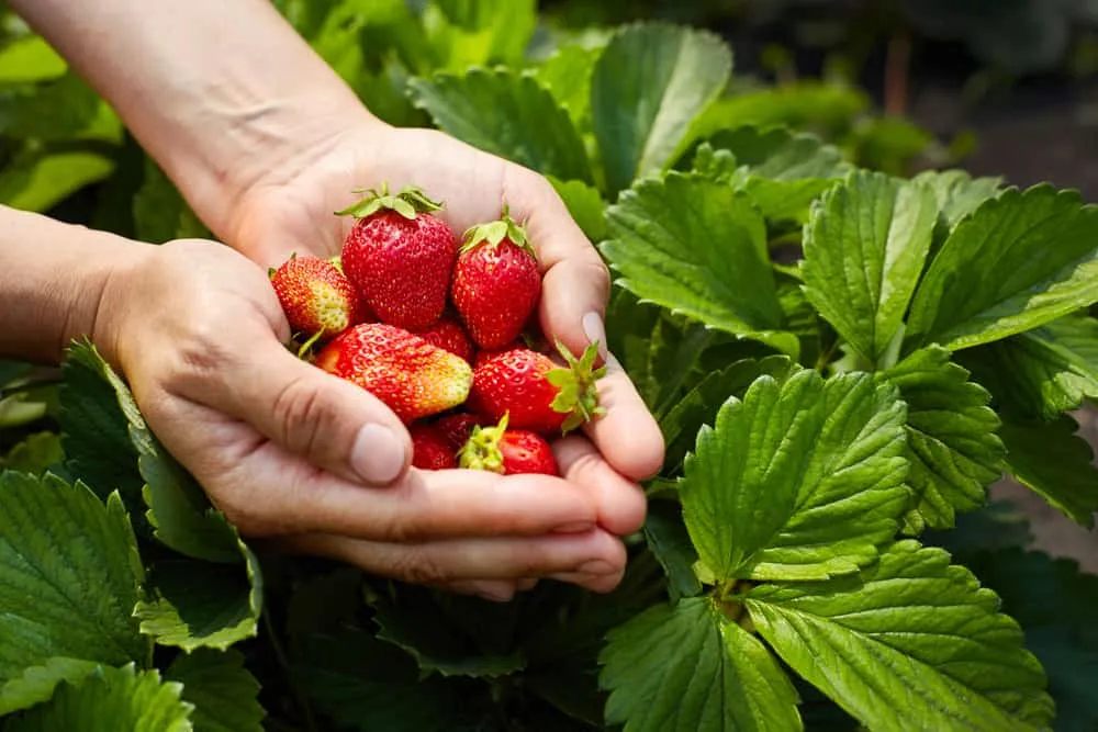 lợi ích của dâu tây với sức khỏe mẹ bầu