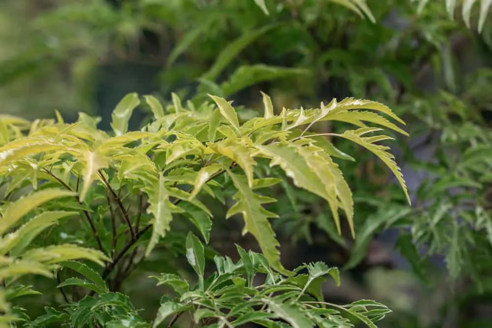 Lá đinh lăng có tác dụng gì