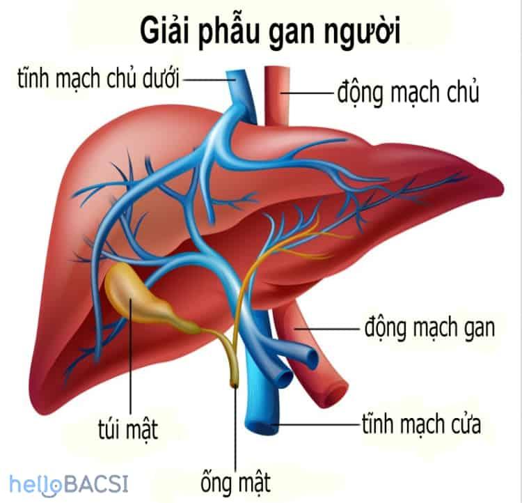 Hóa trị liệu