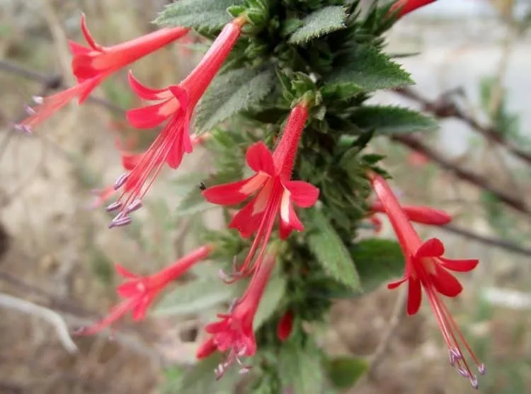 tóc khỏe với cây Espinosilla