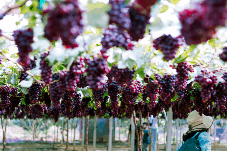 trái cây màu tím