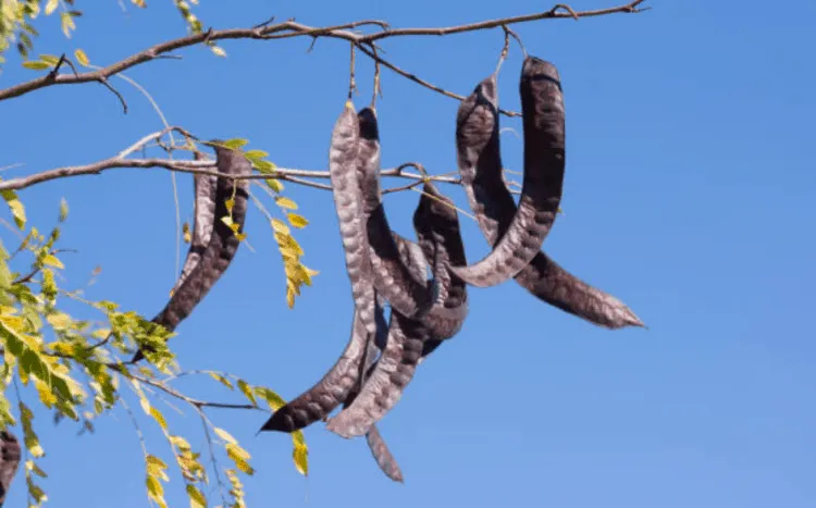 Gội đầu bằng bồ kết có tác dụng gì?