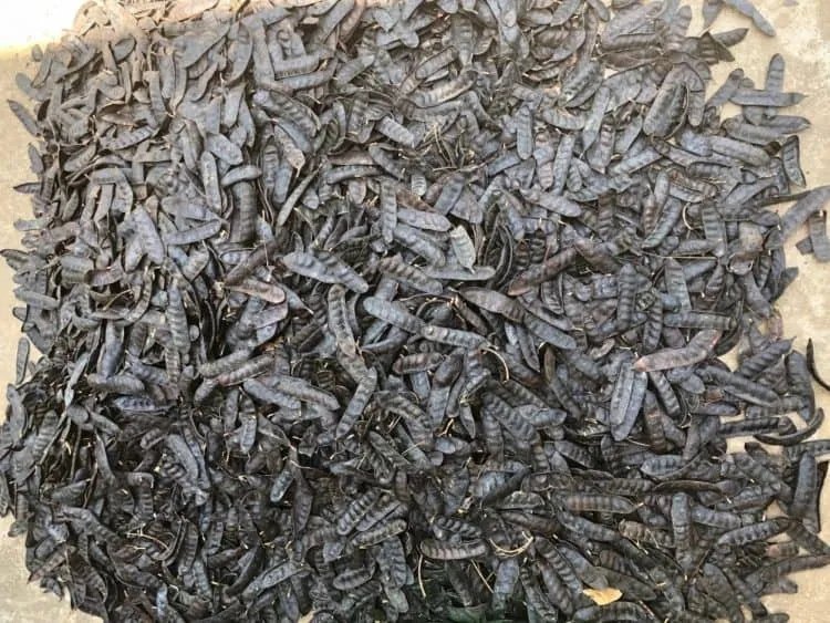 cách làm dầu gội bồ kết