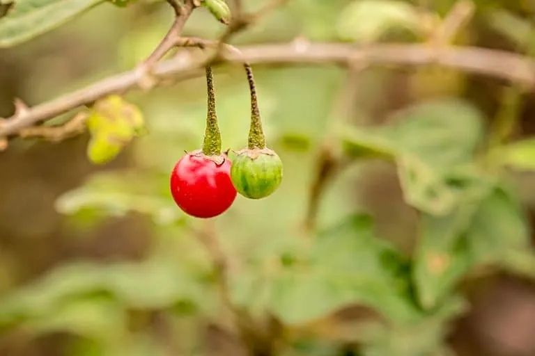 cây cà gai leo chữa bệnh gì?