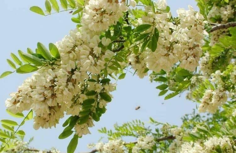 tác dụng của hoa hòe giúp giảm cân