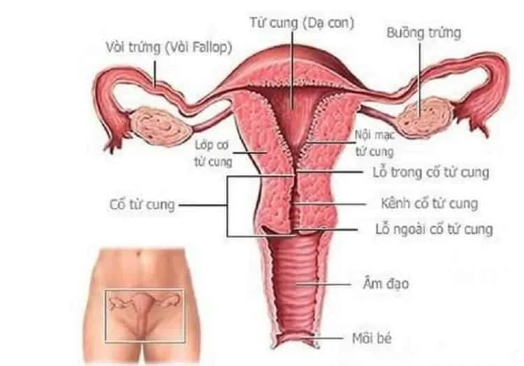 vùng kín phụ nữ