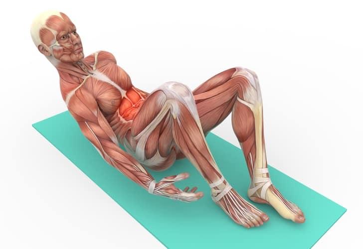 Bài tập Crunch chữa đau lưng tập trung vào cơ liên sườn và hai bên cơ bụng