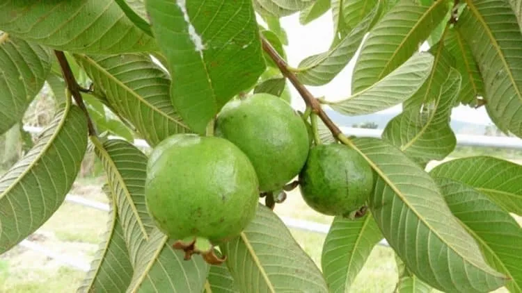 cách trị rụng tóc