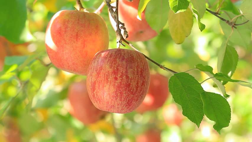 Đau dạ dày nên ăn hoa quả gì? Táo