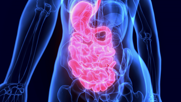 hệ tiêu hóa là bộ não thứ 2