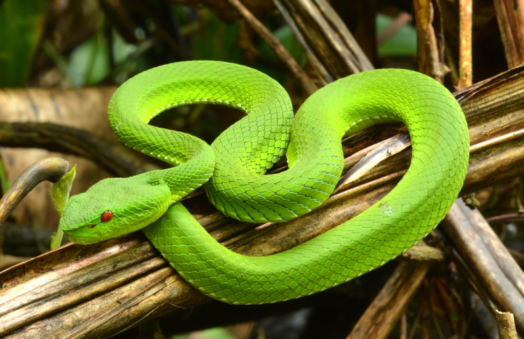 sơ cấp cứu khi bị rắn cắn