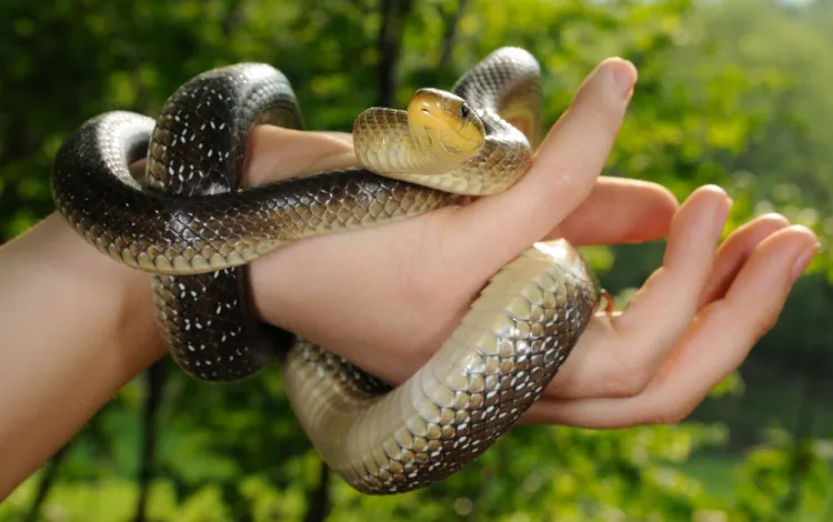 sơ cấp cứu khi bị rắn cắn 