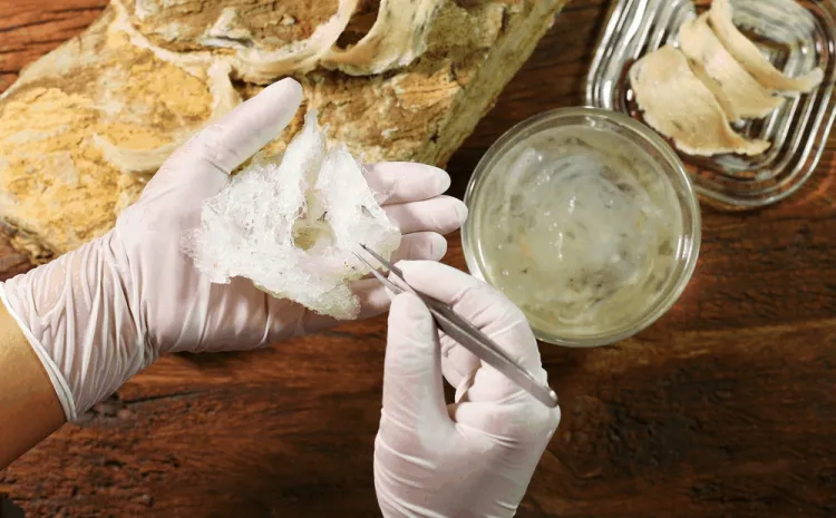 Tác dụng của Yến sào 