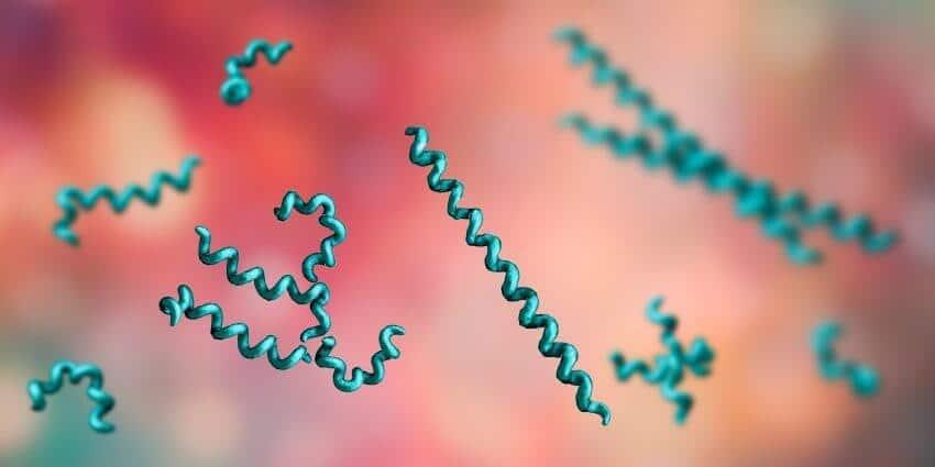 nguyên nhân giang mai bẩm sinh