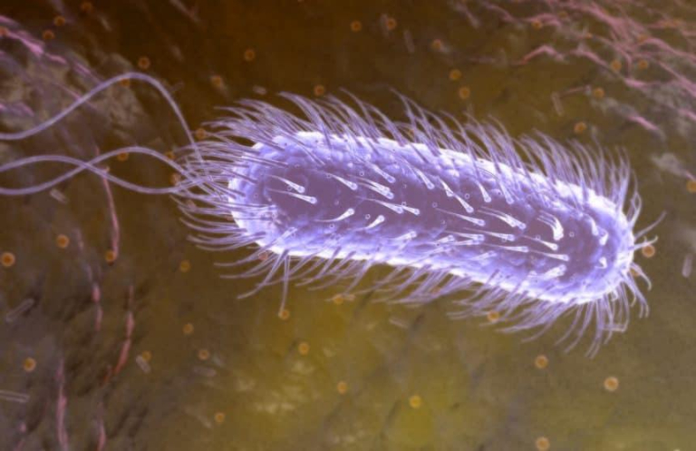 Vi khuẩn Hp sống được bao lâu 2