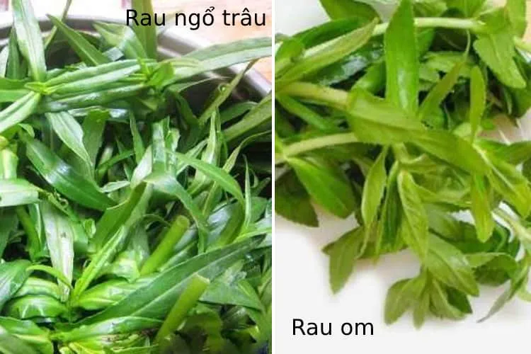 Những lưu ý khi trị sỏi thận bằng rau om