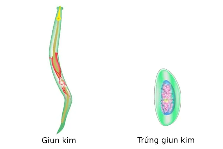 Giun kim