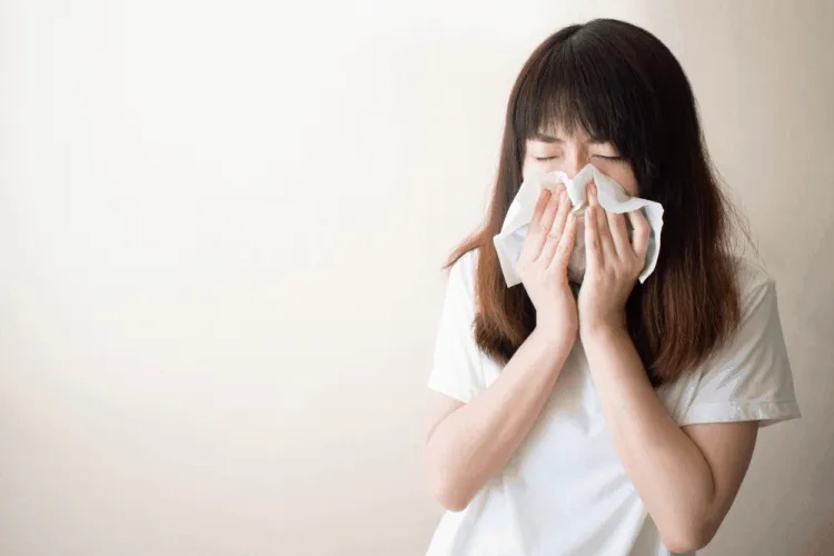 lá lốt chữa viêm xoang 2