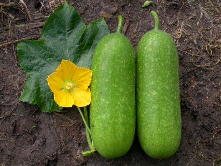 lợi ích của bí đao