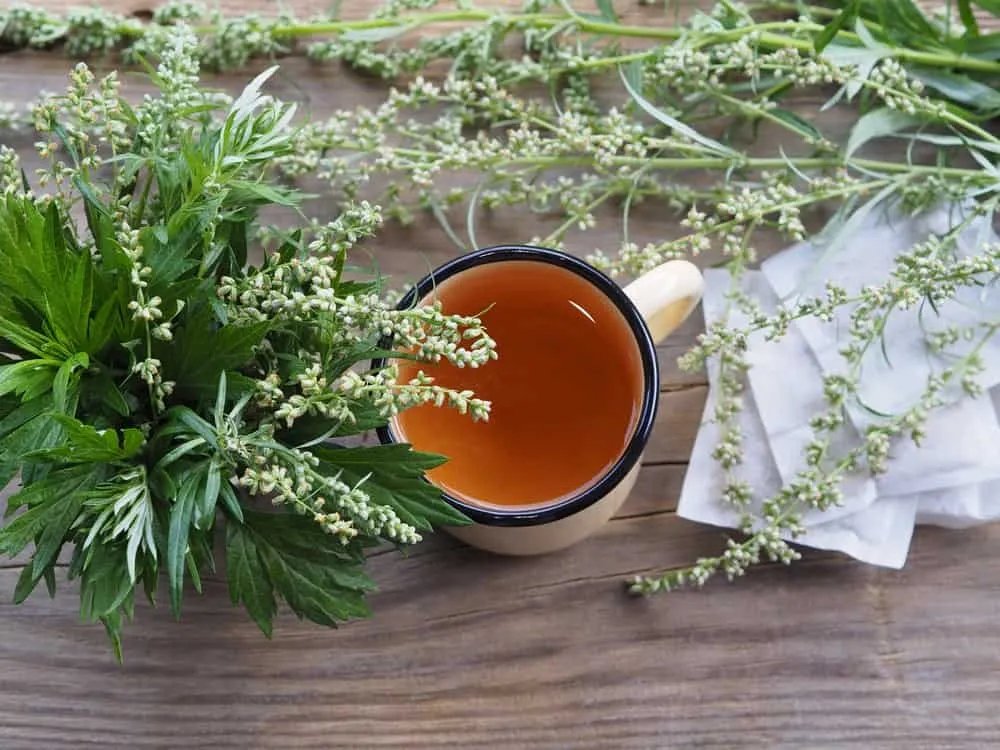 Cách trị giun kim tại nhà: Dùng ngải cứu