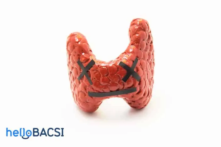 mô tả tuyến giáp thuốc điều trị cường giáp