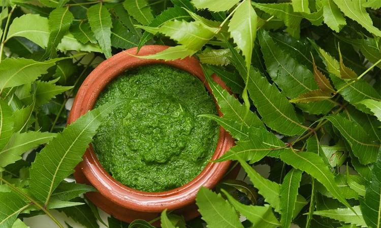 chống mụn trứng cá với lá nem