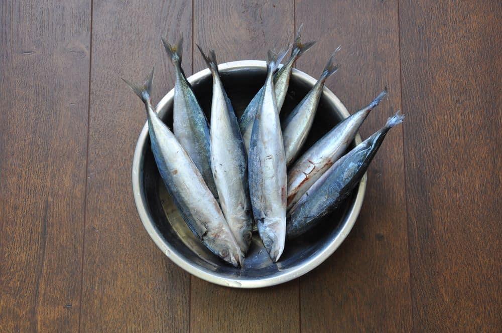 bà bầu ăn cá nục được không?