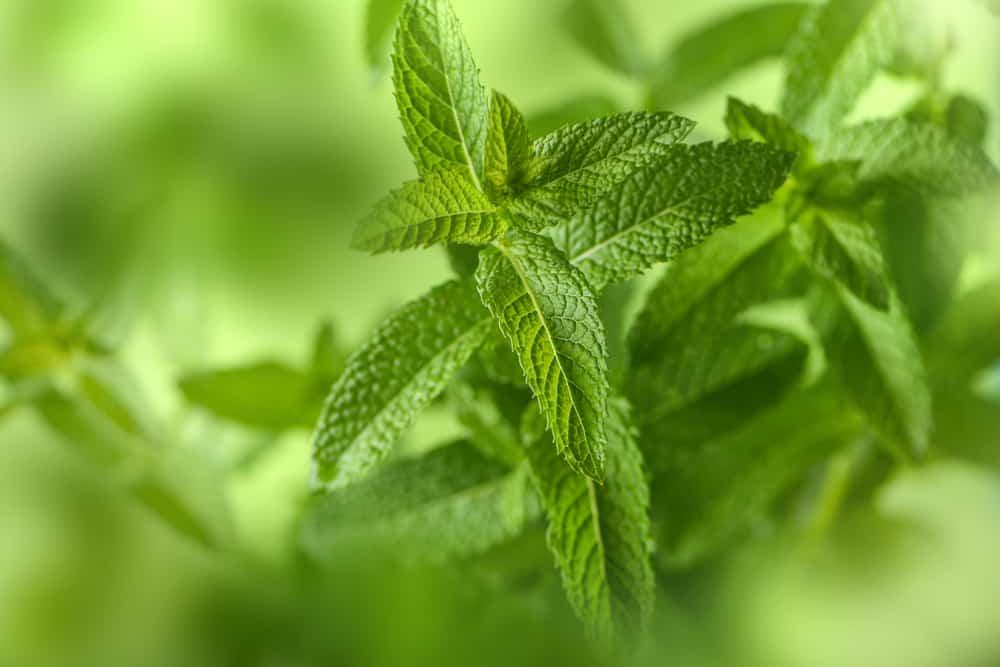 bà bầu ăn rau ngò tây