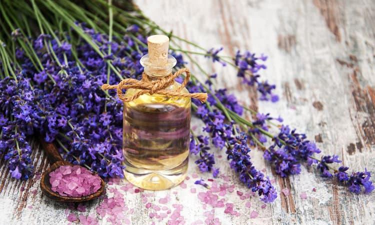 Hoa oải hương chống nếp nhăn