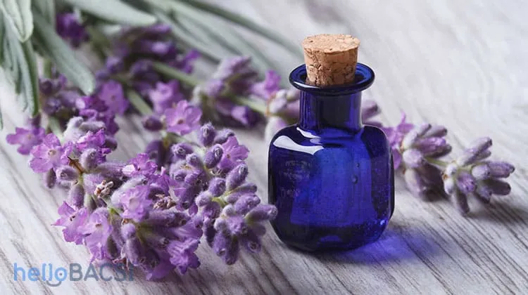 tinh dầu hoa oải hương