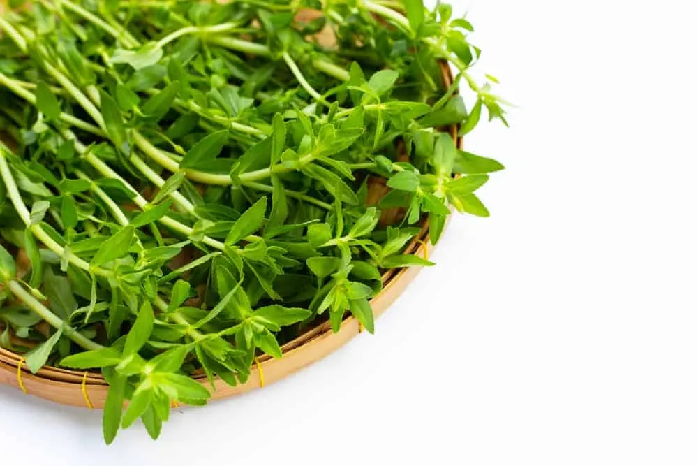 Trị sỏi thận bằng rau om